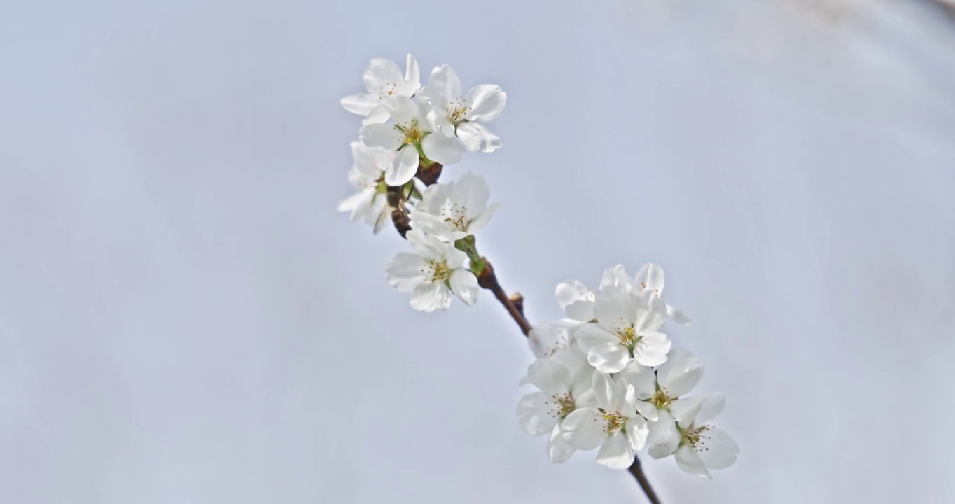 春天的季节里蜜蜂趴在盛开的樱花上采蜜视频下载