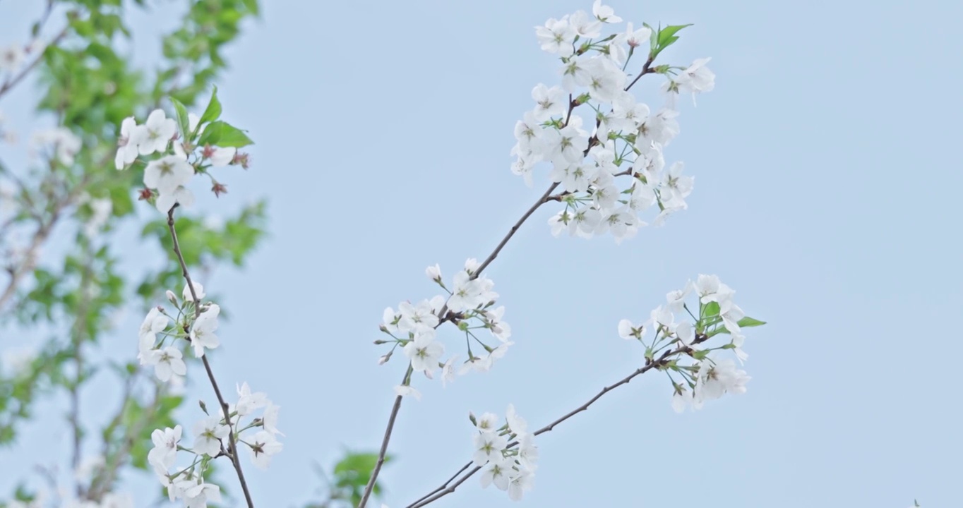 白色的樱花在晴朗的天空背景视频素材