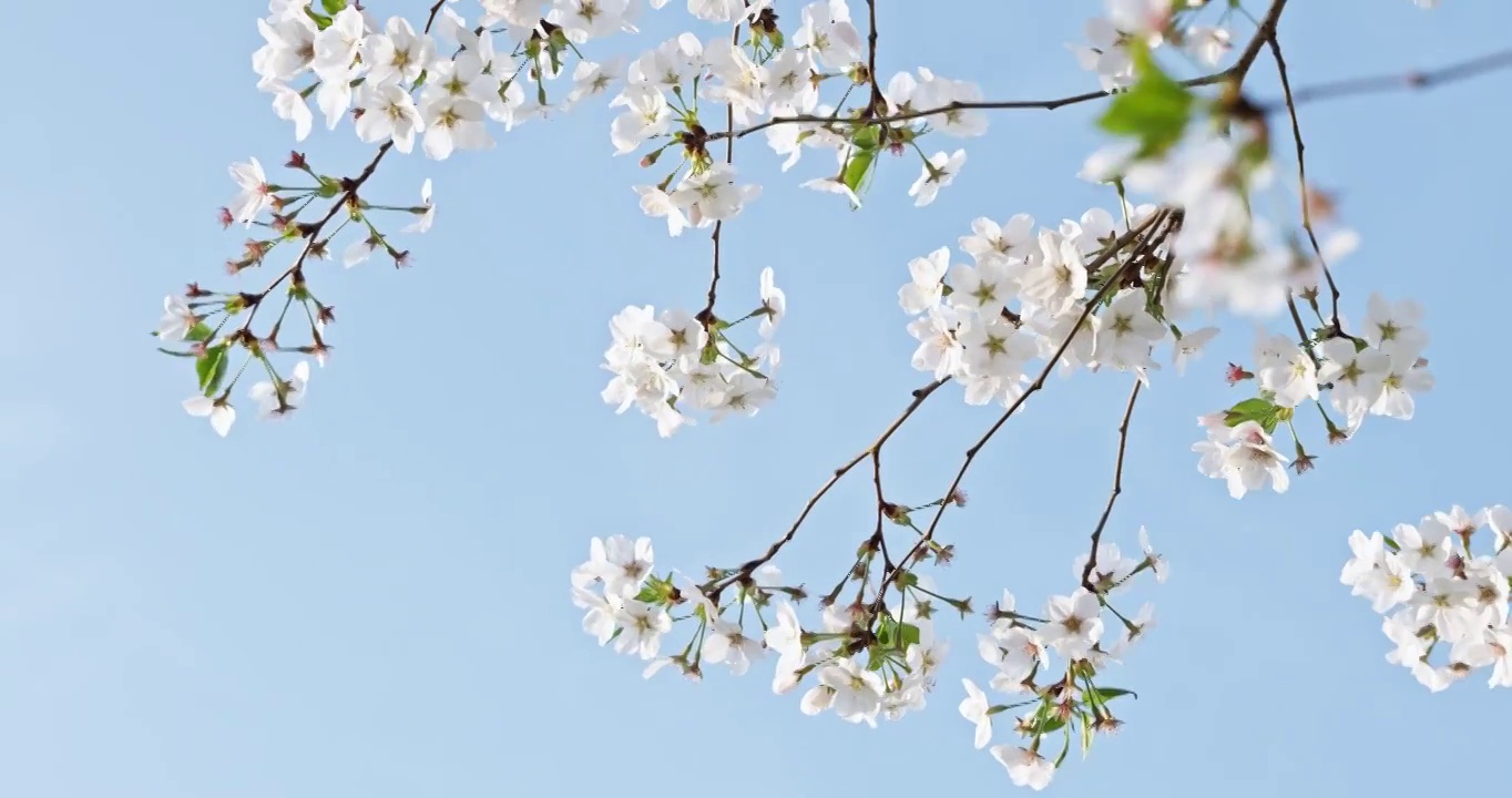 白色的樱花在晴朗的天空背景视频素材