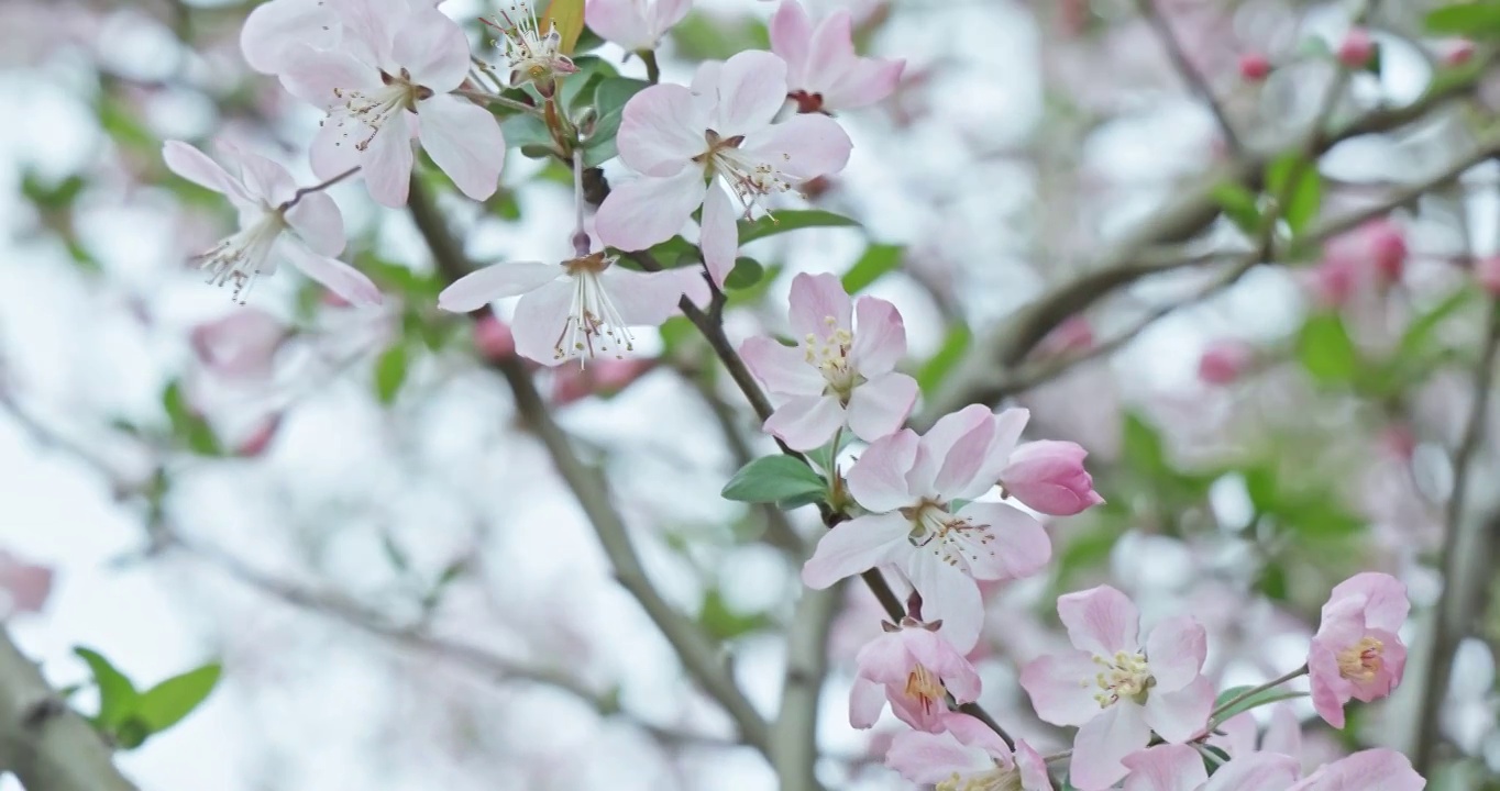阳春三月粉色樱花特写，粉红色的樱花在晴朗的天空背景视频素材