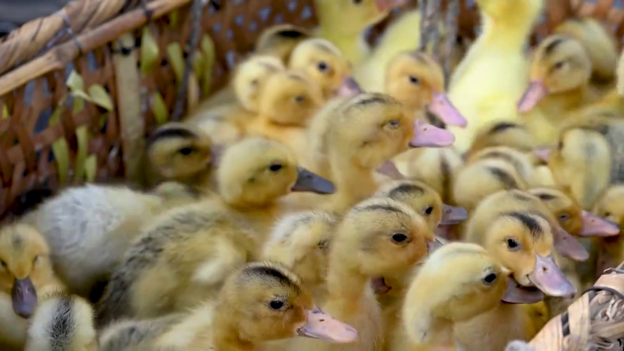 一群毛茸茸可爱的小鸭子视频下载
