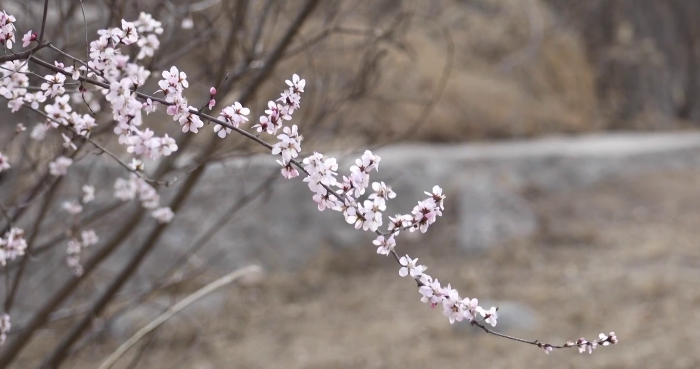春天的桃花被春风吹的摇动视频素材