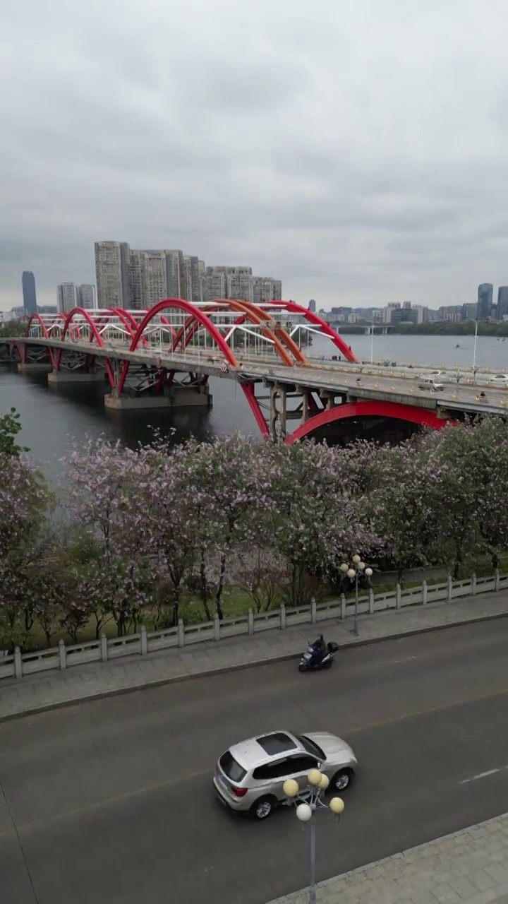 广西柳州文惠桥桥头紫荆花视频下载