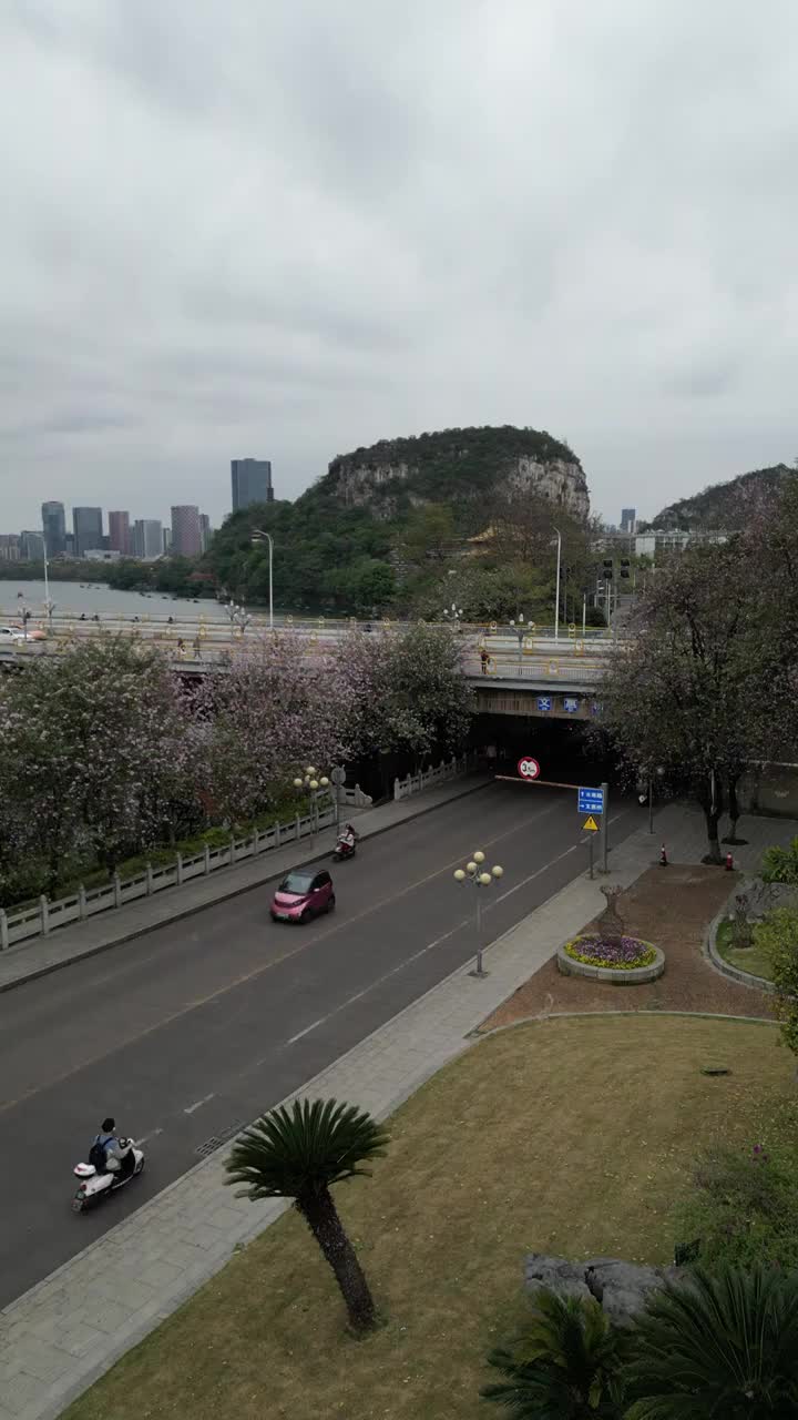 广西柳州文惠桥桥头紫荆花视频下载