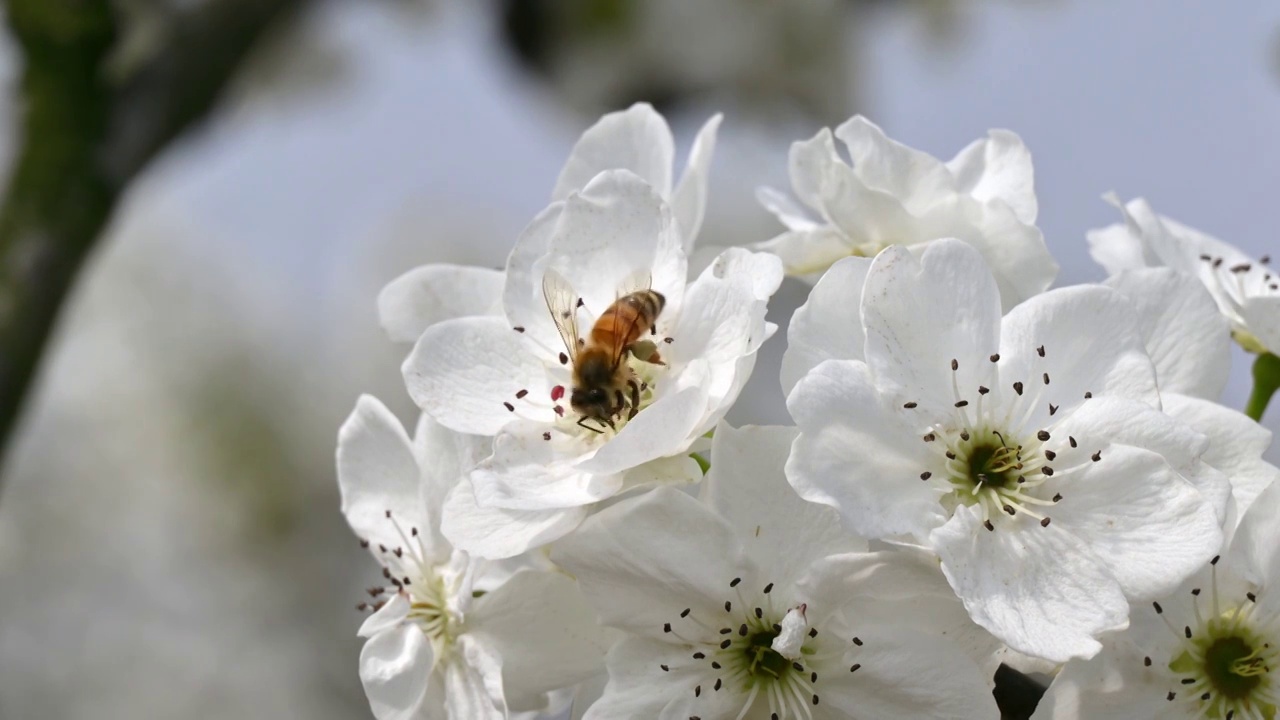 梨花和蜜蜂近距离特写白昼晴天实时视频下载