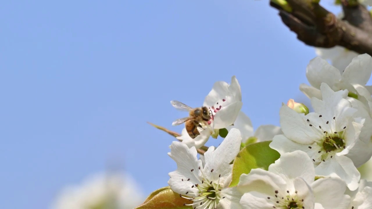 梨花和蜜蜂近距离特写白昼晴天实时视频下载