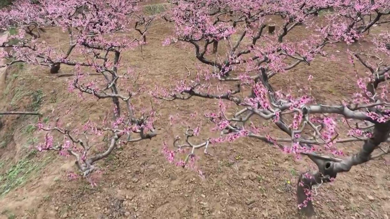 春天桃花盛开果树果园农业视频下载