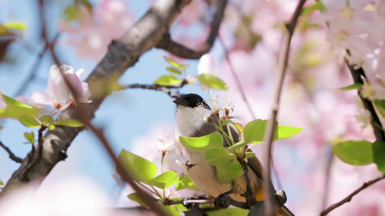 4K春天海棠花从中觅食的白头鹎小鸟视频下载