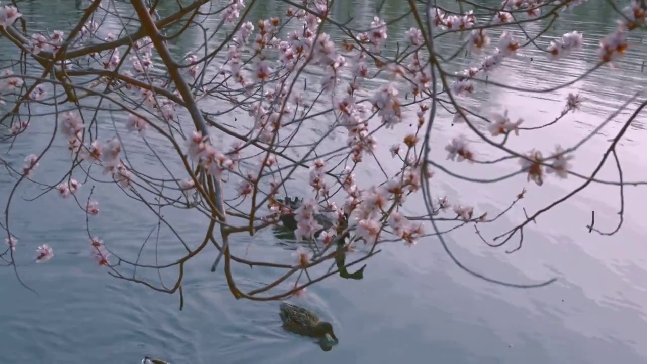 北京颐和园春天昆明湖天鹅视频素材