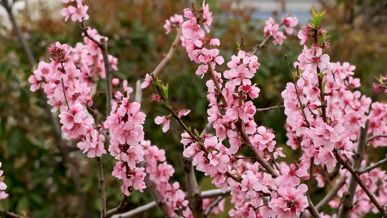 春天桃花盛开视频下载