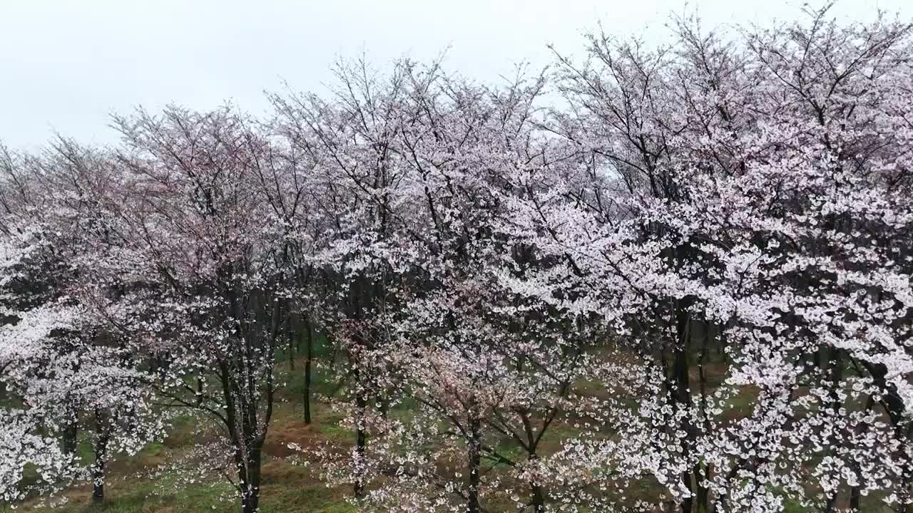 春天早晨贵州平坝盛开的樱花树林视频下载