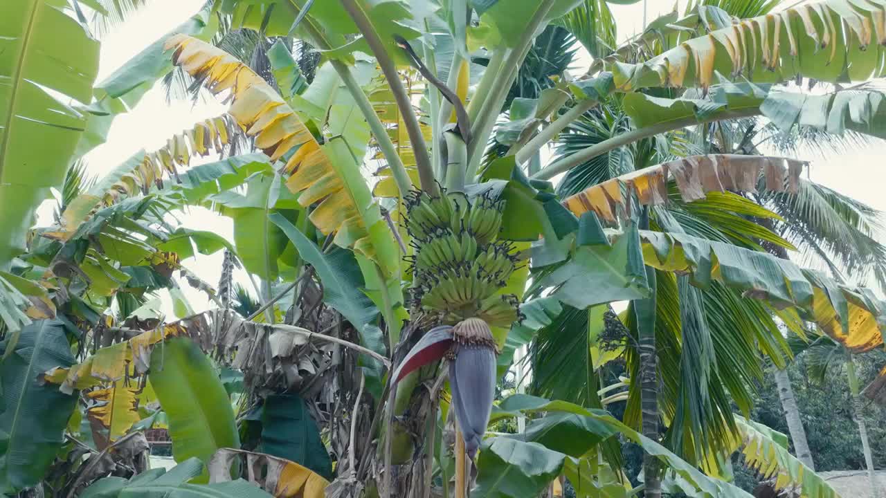 海南香蕉树香蕉园视频下载