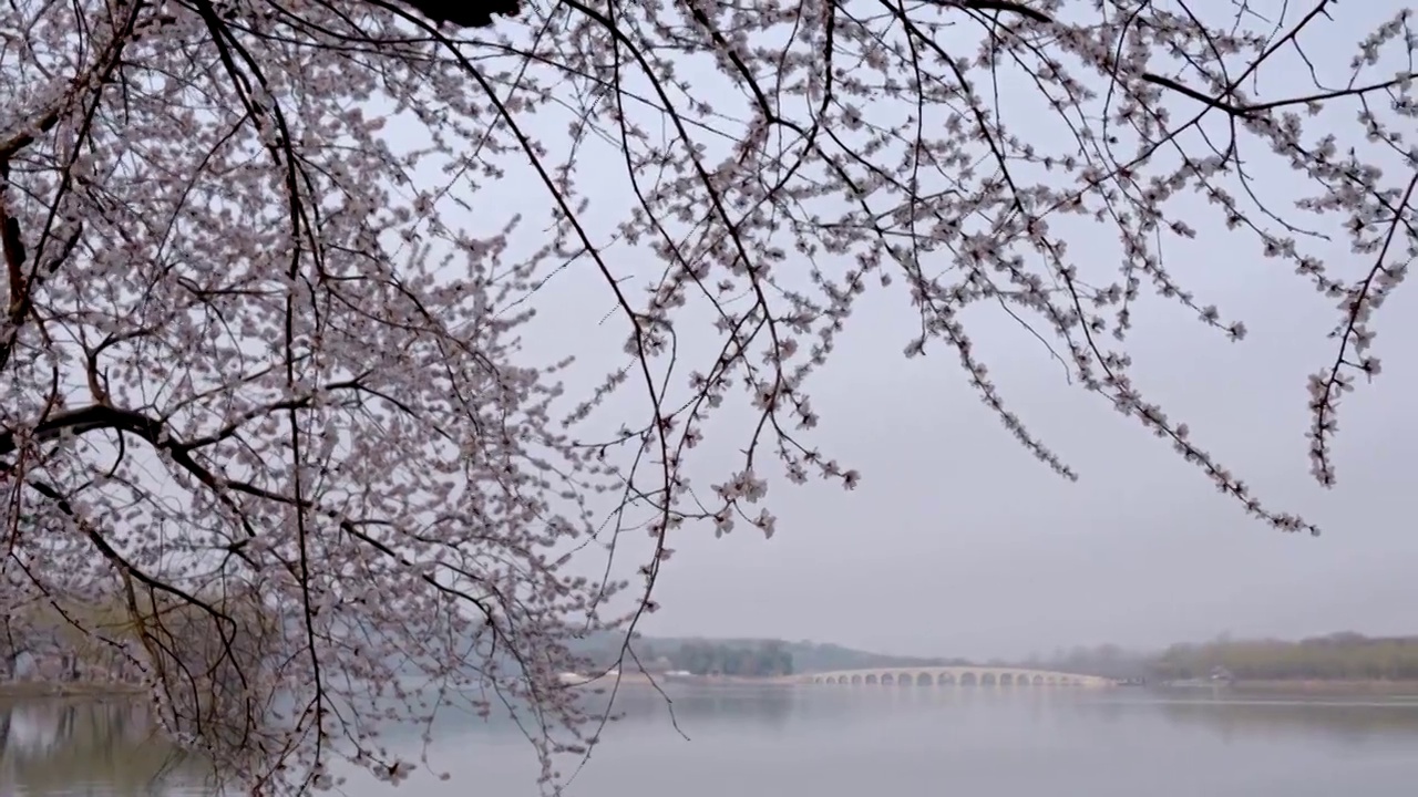 升格拍摄北京颐和园西堤春天桃花盛开视频素材