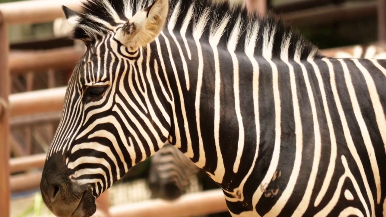 动物园内斑马非洲黑白相间条纹黑色动物它们的皮肤上长着白色的毛发食草动物迁徙草食性濒危动物栖息地视频下载