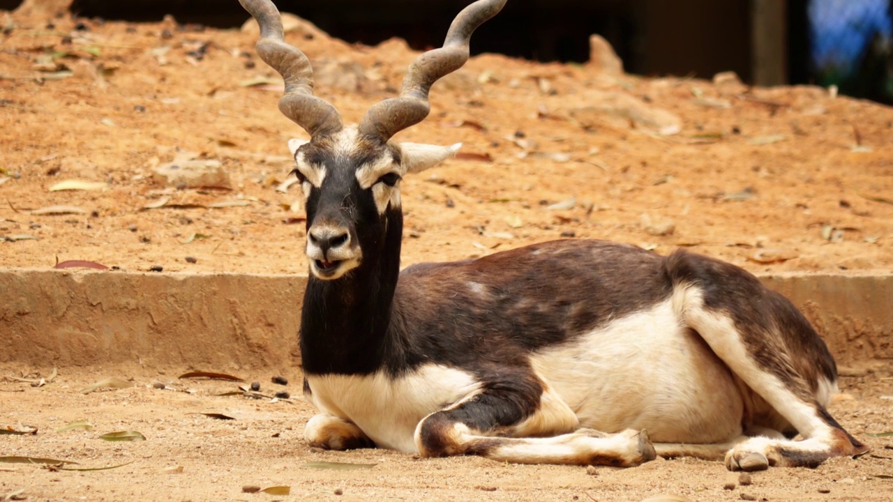 自然保护区内濒危草食类哺乳动物强壮雄性印度黑羚羊正在休息有非常特别的螺旋形的角羚羊生活在广阔草原中视频下载