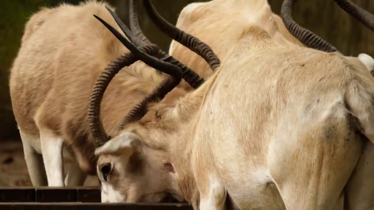 动物园内雄性大羚羊正在吃草生活在非洲草原和旱地上偶蹄动物它们有着修长的腿和弯曲的角大羚羊是濒危动物视频下载