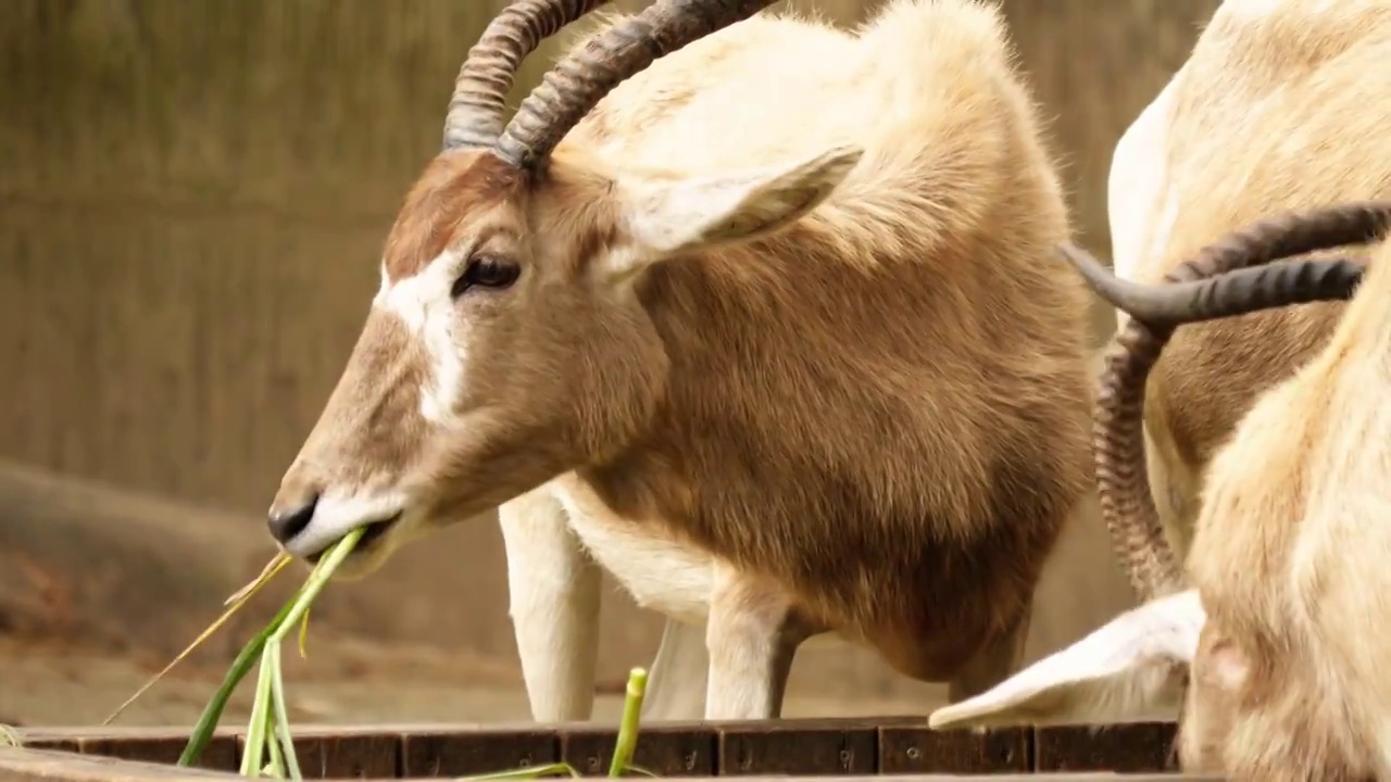 国家级自然保护区内群居动物羚羊正吃草大羚羊是温顺的动物非洲草原动物农场畜牧业牲畜饲养野生动物驯化繁殖视频下载