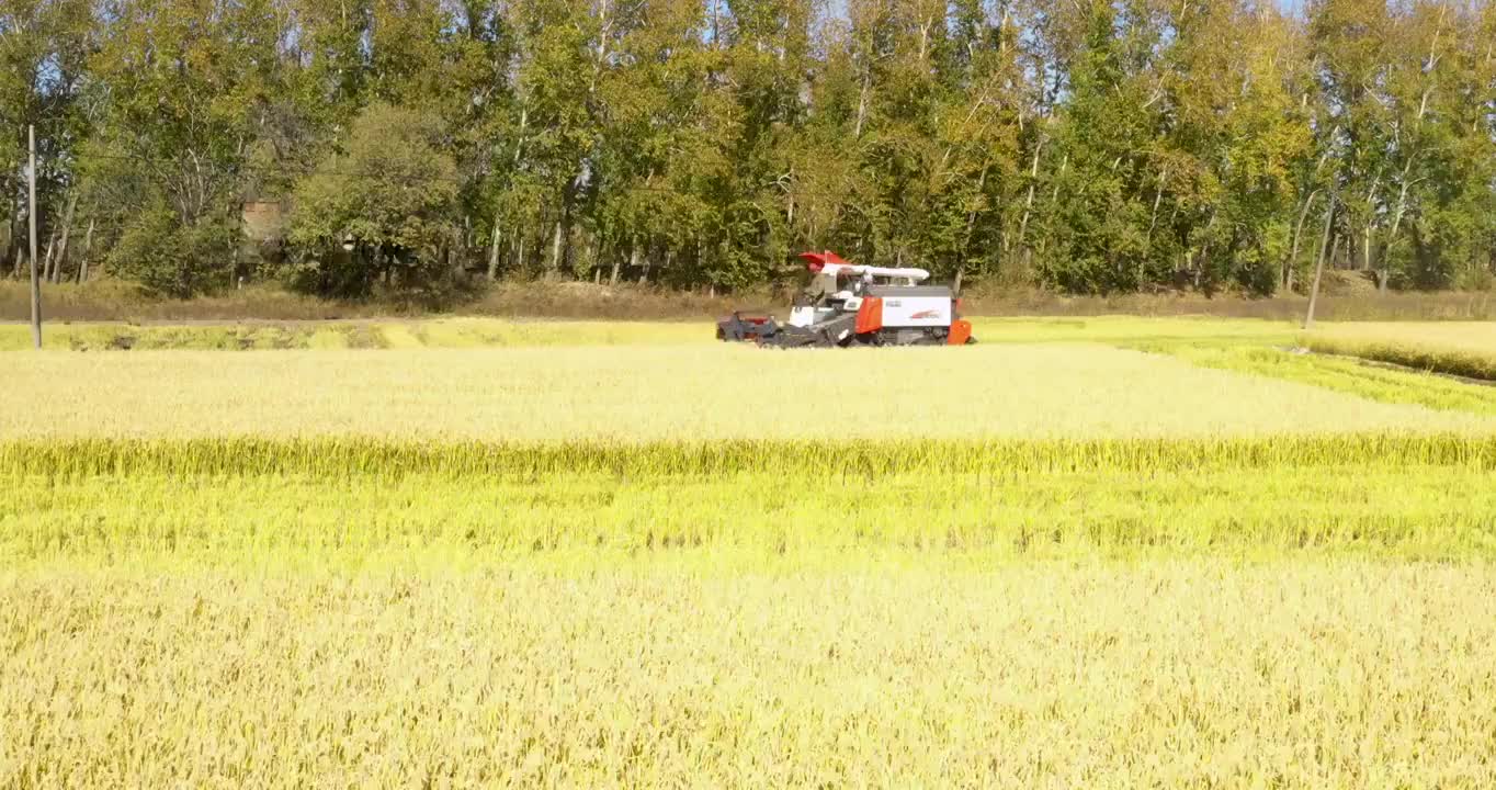 黑龙江鸡西：北大荒农场丰收的稻田视频下载