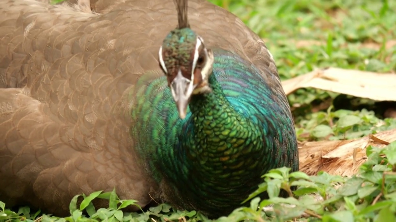 绿色的孔雀优雅华贵羽毛闪着动人光泽闪闪发光野生神奇物种世界上吉祥善良美丽鸟类自然界独有保护野生动物视频下载