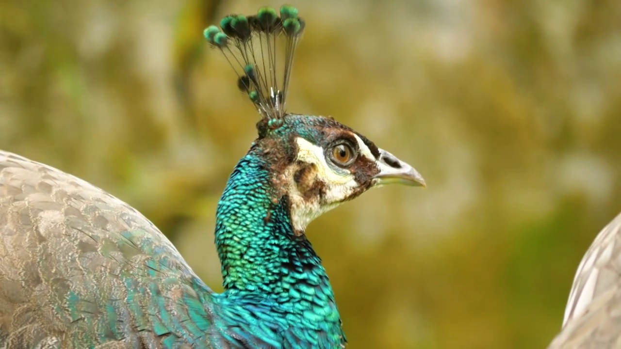 绿色的孔雀优雅华贵羽毛闪着动人光泽闪闪发光野生神奇物种世界上吉祥善良美丽鸟类自然界独有保护野生动物视频下载