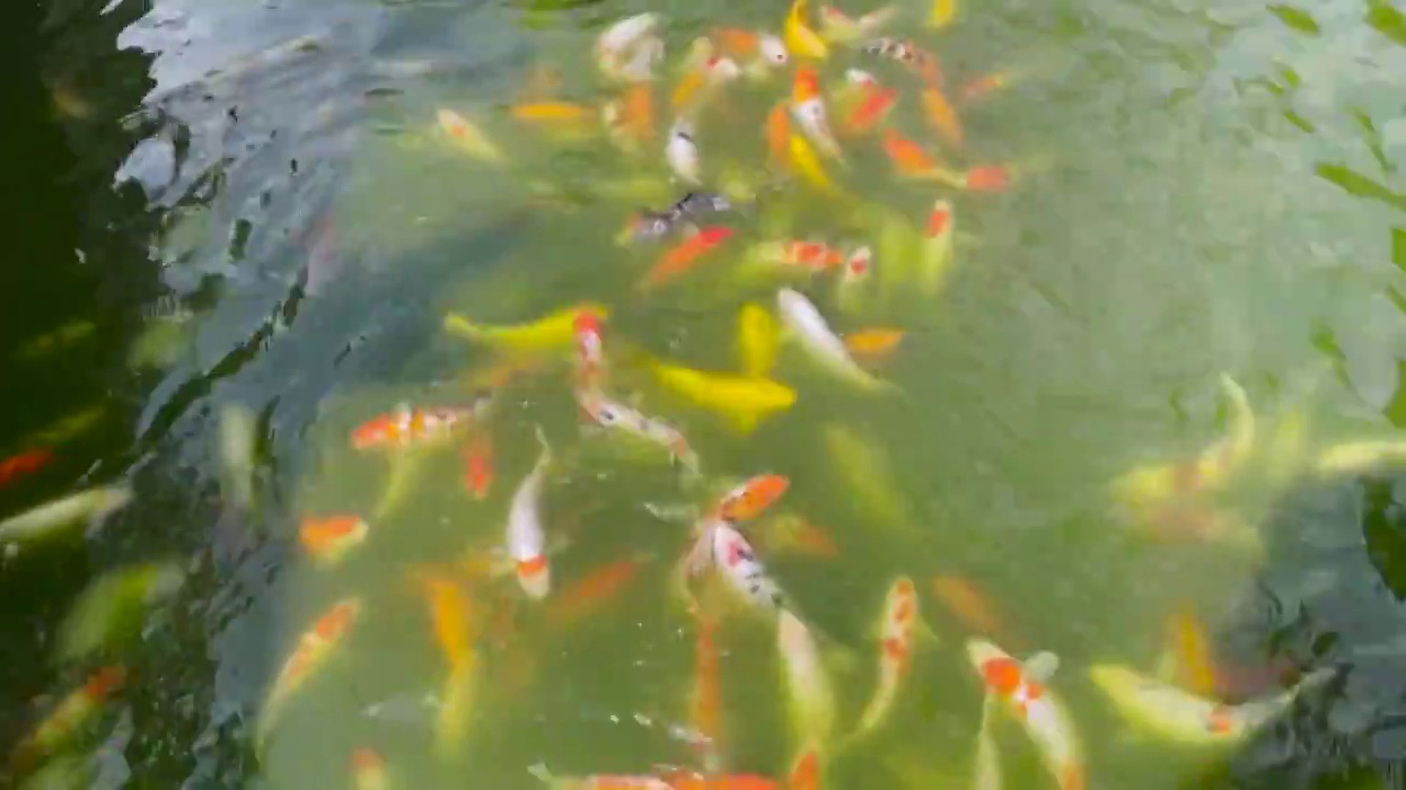 抢食的鱼群视频下载