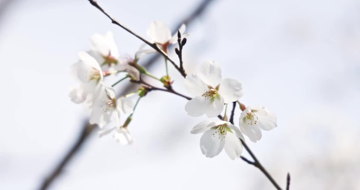 春天的季节里蜜蜂趴在盛开的樱花上采蜜视频素材