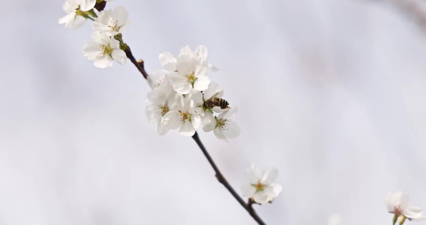 春天的季节里蜜蜂趴在盛开的樱花上采蜜视频素材