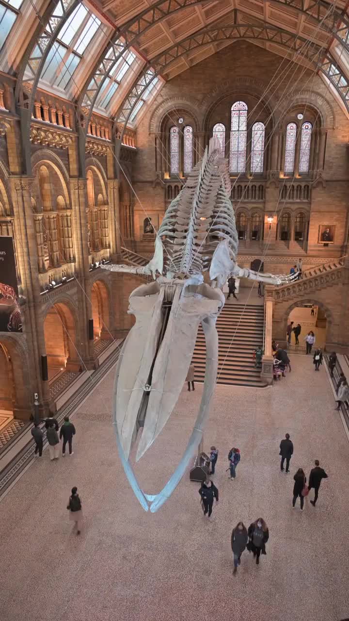 伦敦自然历史博物馆室内鲸鱼化石视频素材