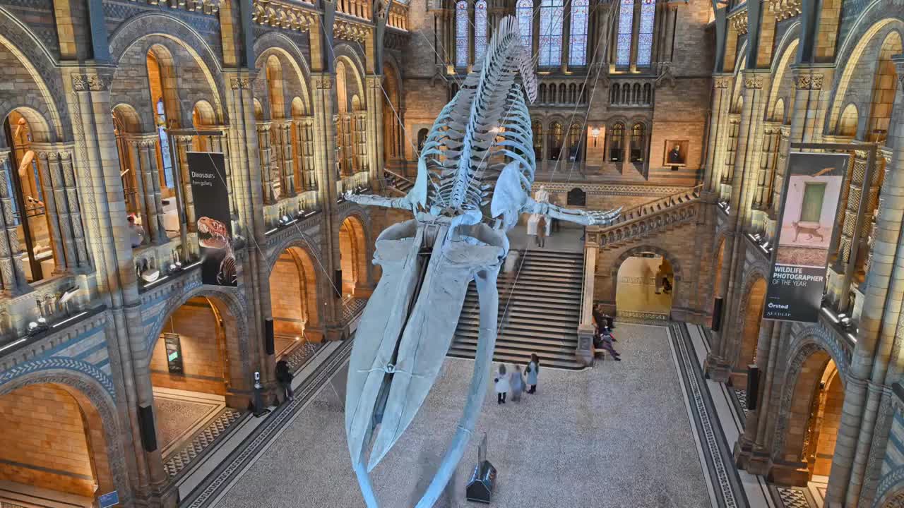 伦敦自然历史博物馆室内鲸鱼化石视频下载
