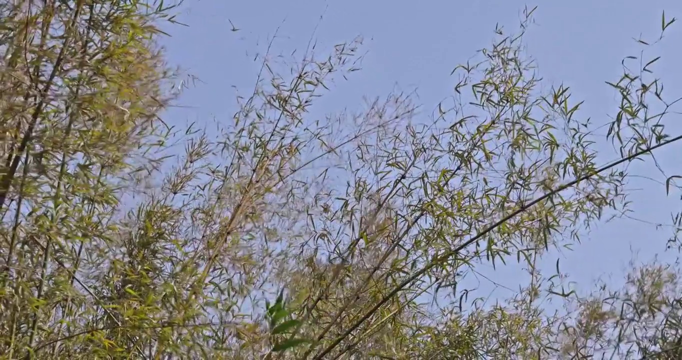 武汉春天南岸嘴公园的竹子在风中摇曳视频素材