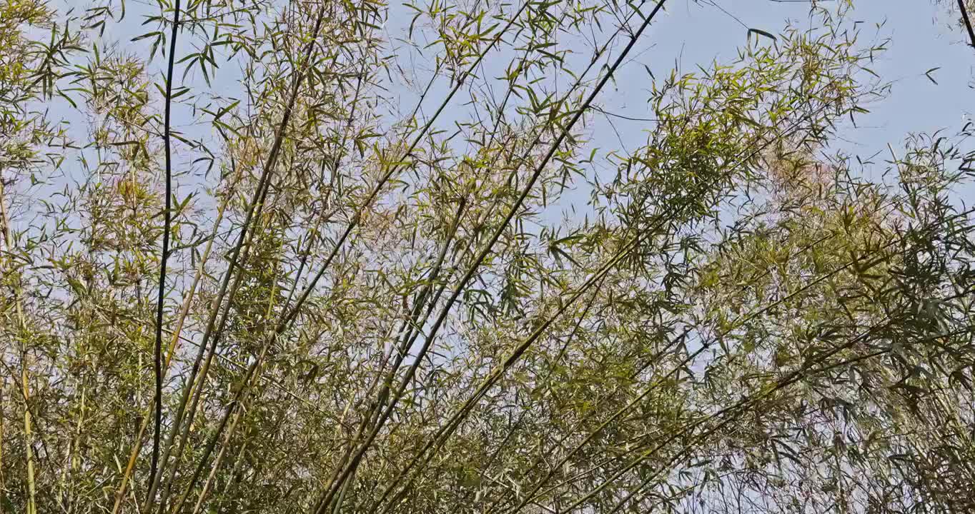 武汉春天南岸嘴公园的竹子在风中摇曳视频素材