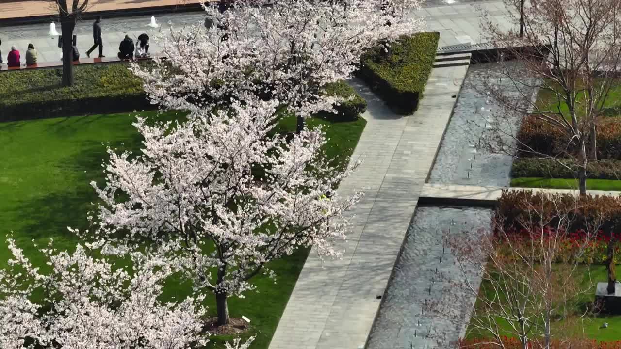 上海静安雕塑公园樱花航拍视频下载