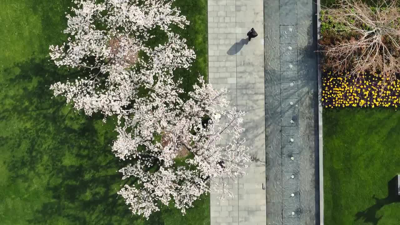 上海静安雕塑公园樱花航拍视频下载