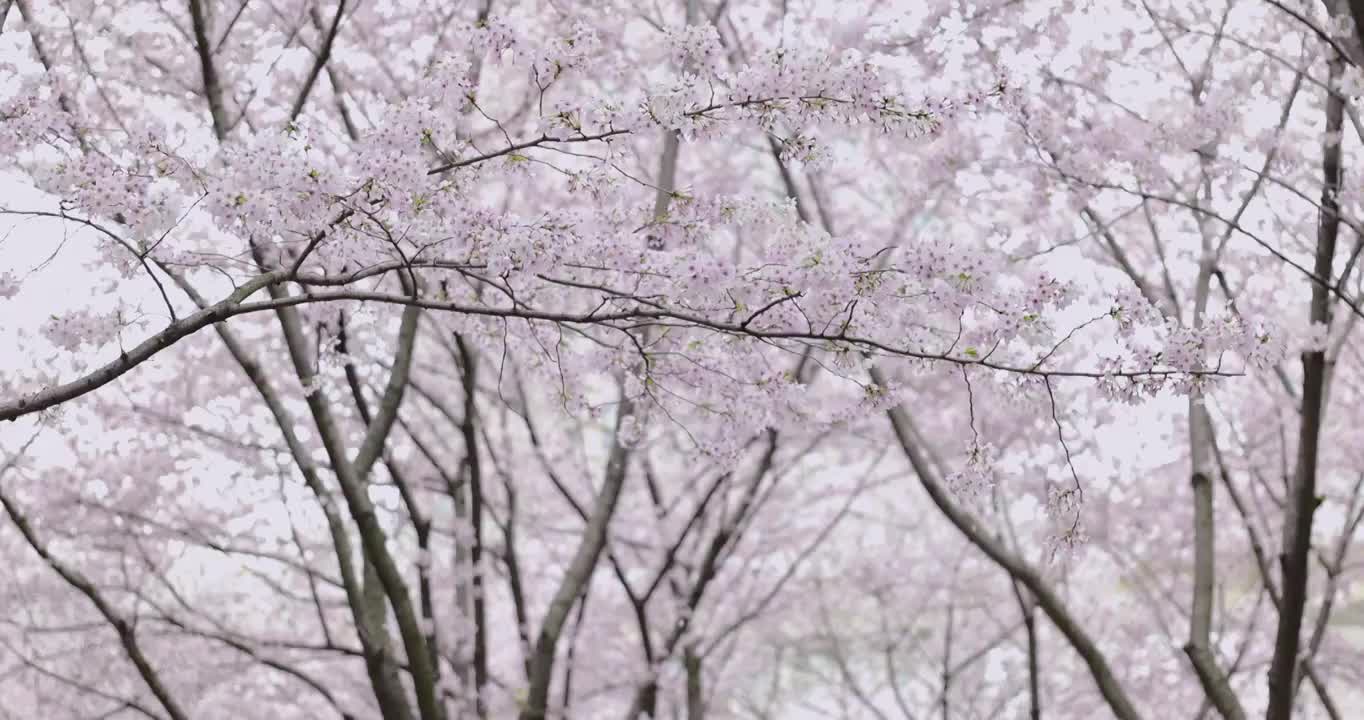 被风吹落的樱花花瓣，3月盛开的樱花树视频下载
