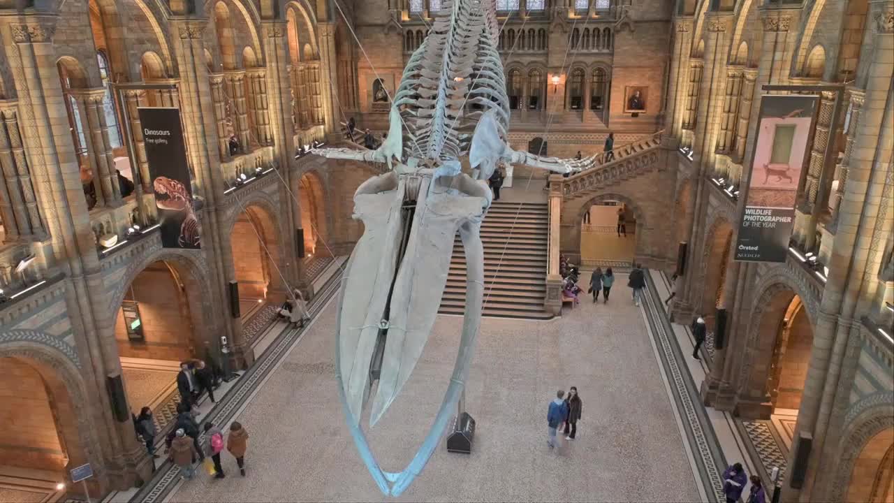 伦敦自然历史博物馆室内鲸鱼化石视频素材