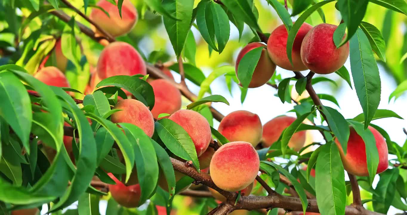 成熟的桃子生长在果园的桃枝上视频素材
