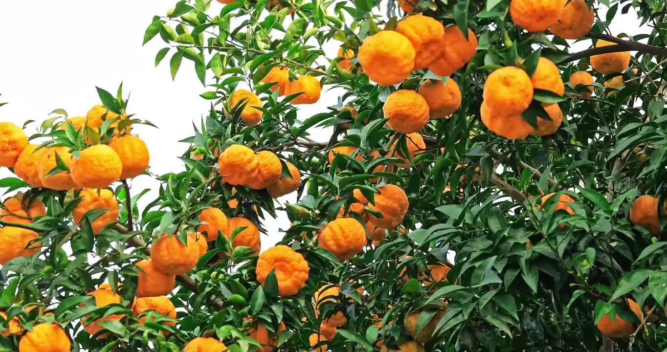 果树上成熟的橘子视频素材