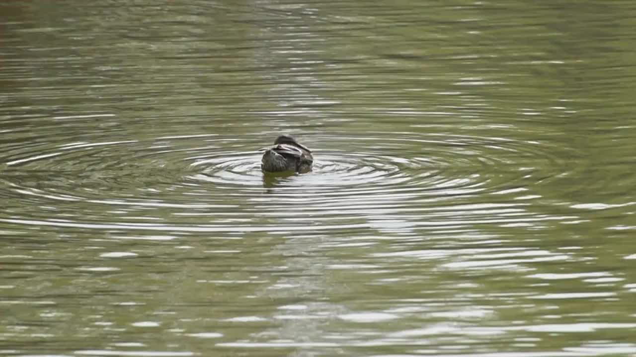 湖水中梳理羽毛的一只野鸭视频下载