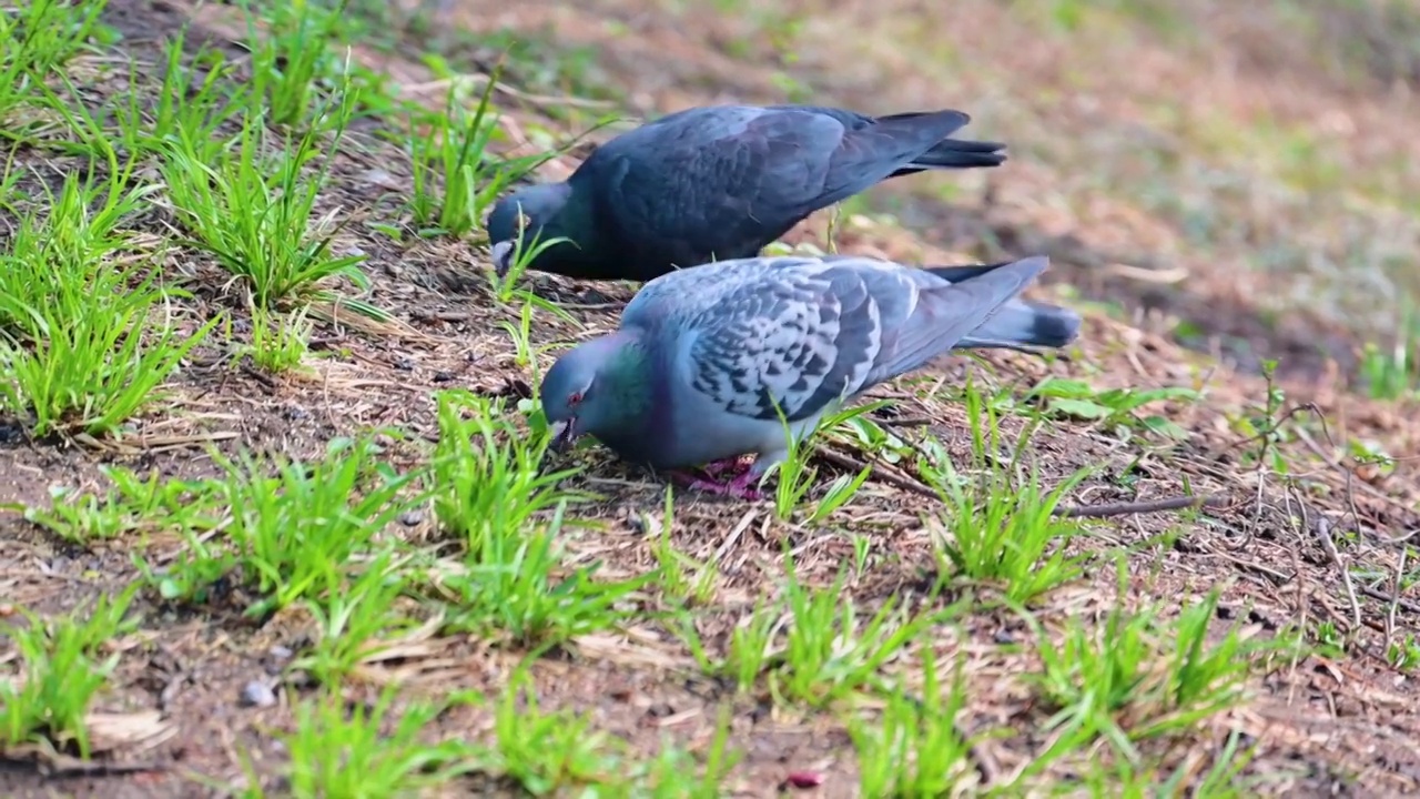 春天草地上觅食的鸽子视频素材