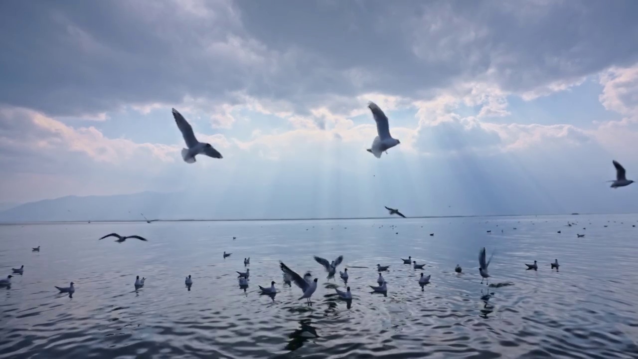 云南大理洱海海鸥升格慢镜头实拍视频视频下载