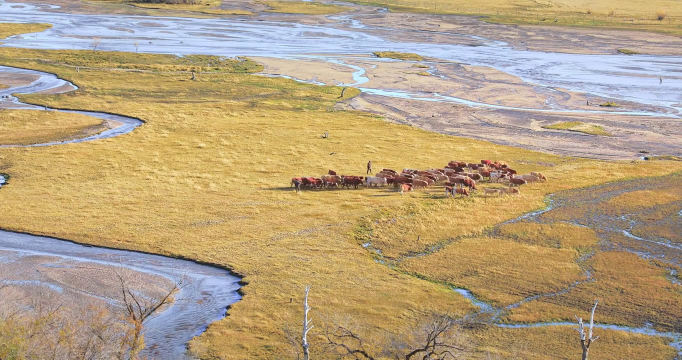 航拍内蒙古牛群过河的场景视频下载
