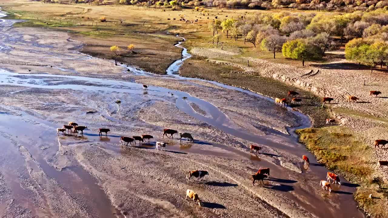 航拍内蒙古牛群过河的场景视频下载