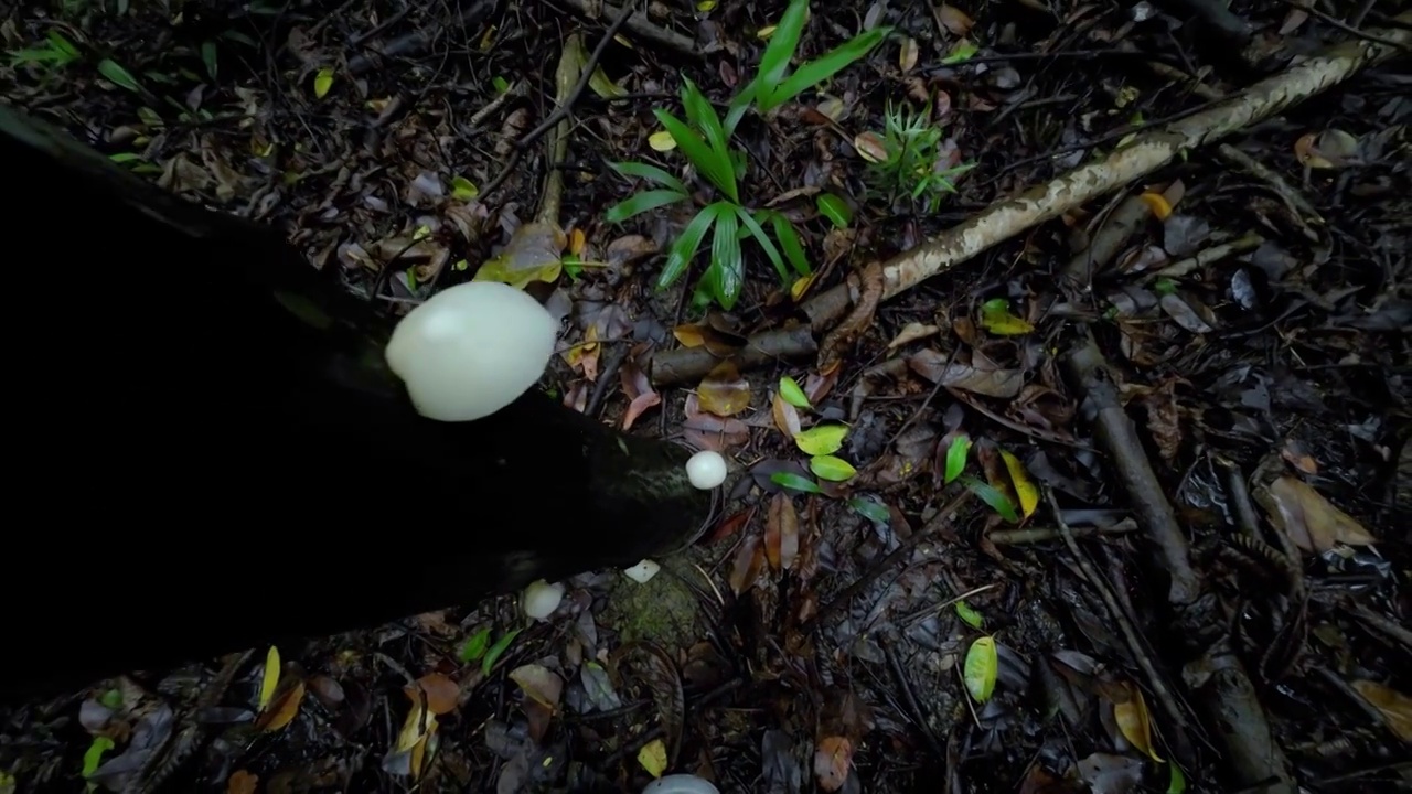 原始森林菌类白蘑菇生长视频下载