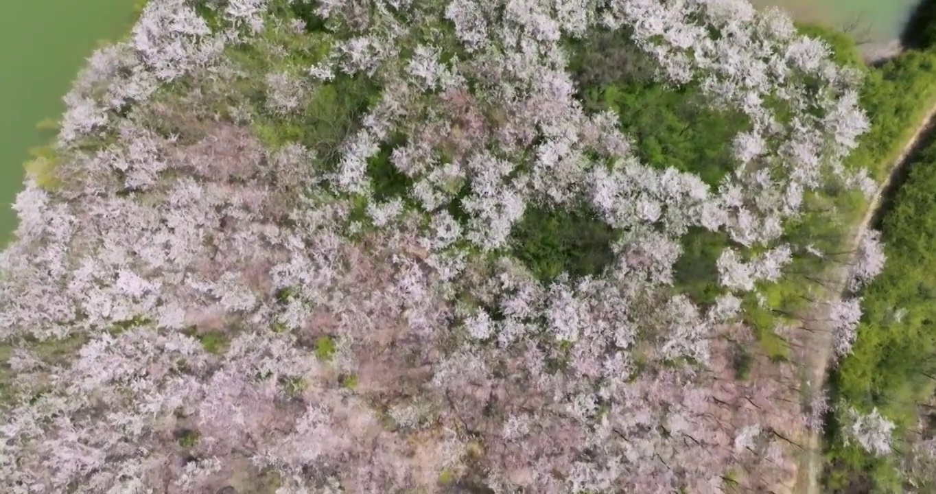 安徽省宣城市郎溪县十字镇新和千亩樱花林和油菜花风光视频下载