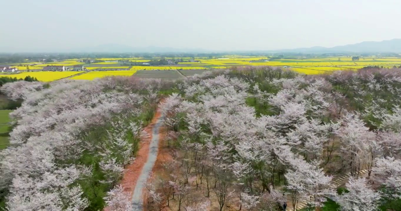 安徽省宣城市郎溪县十字镇新和千亩樱花林和油菜花风光视频下载