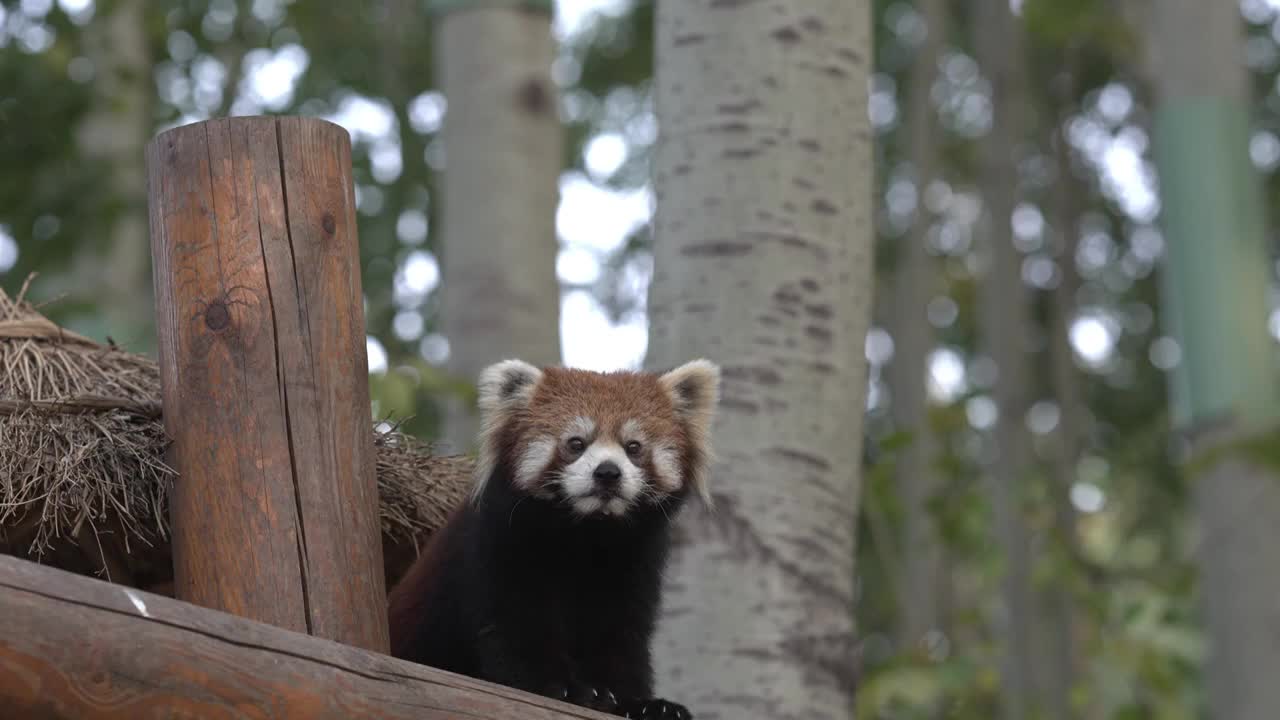 可爱的小熊猫特写镜头视频下载