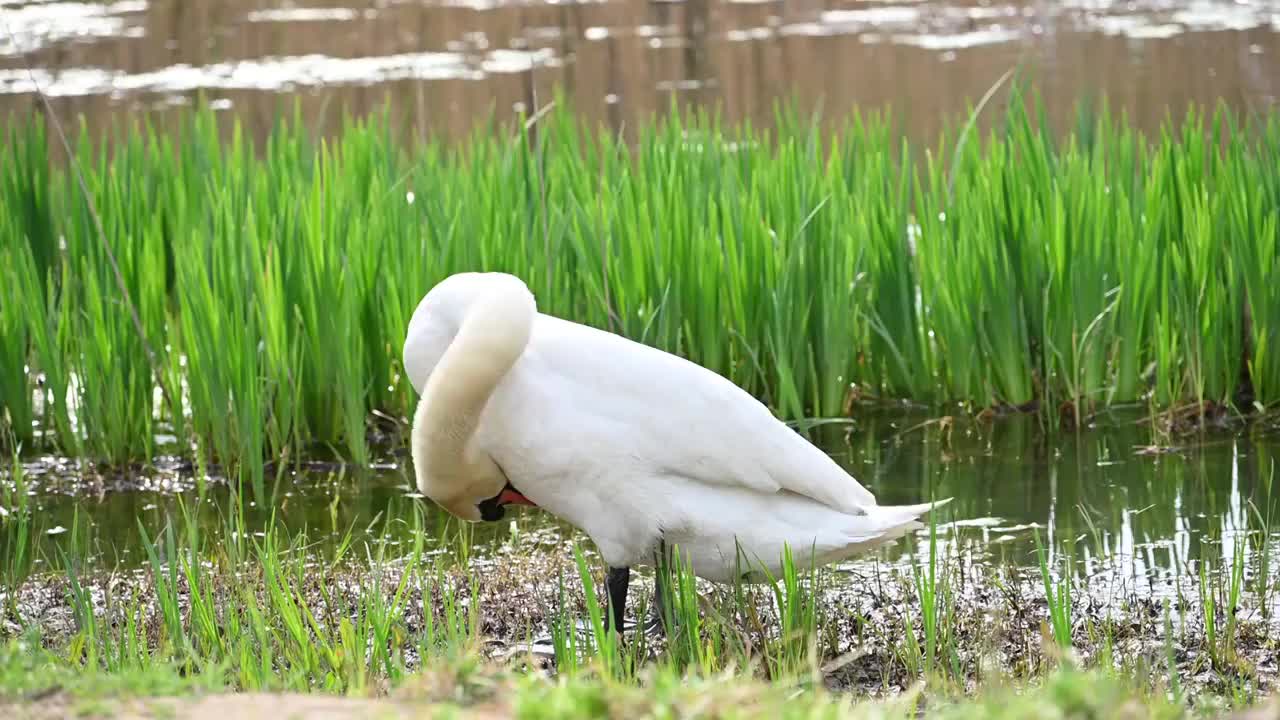 湖边水草旁的疣鼻天鹅视频素材