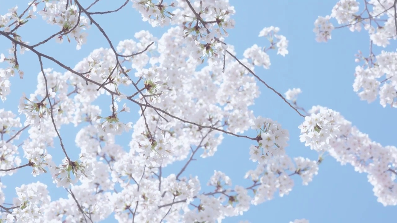 蓝天下绽放的白色樱花视频下载