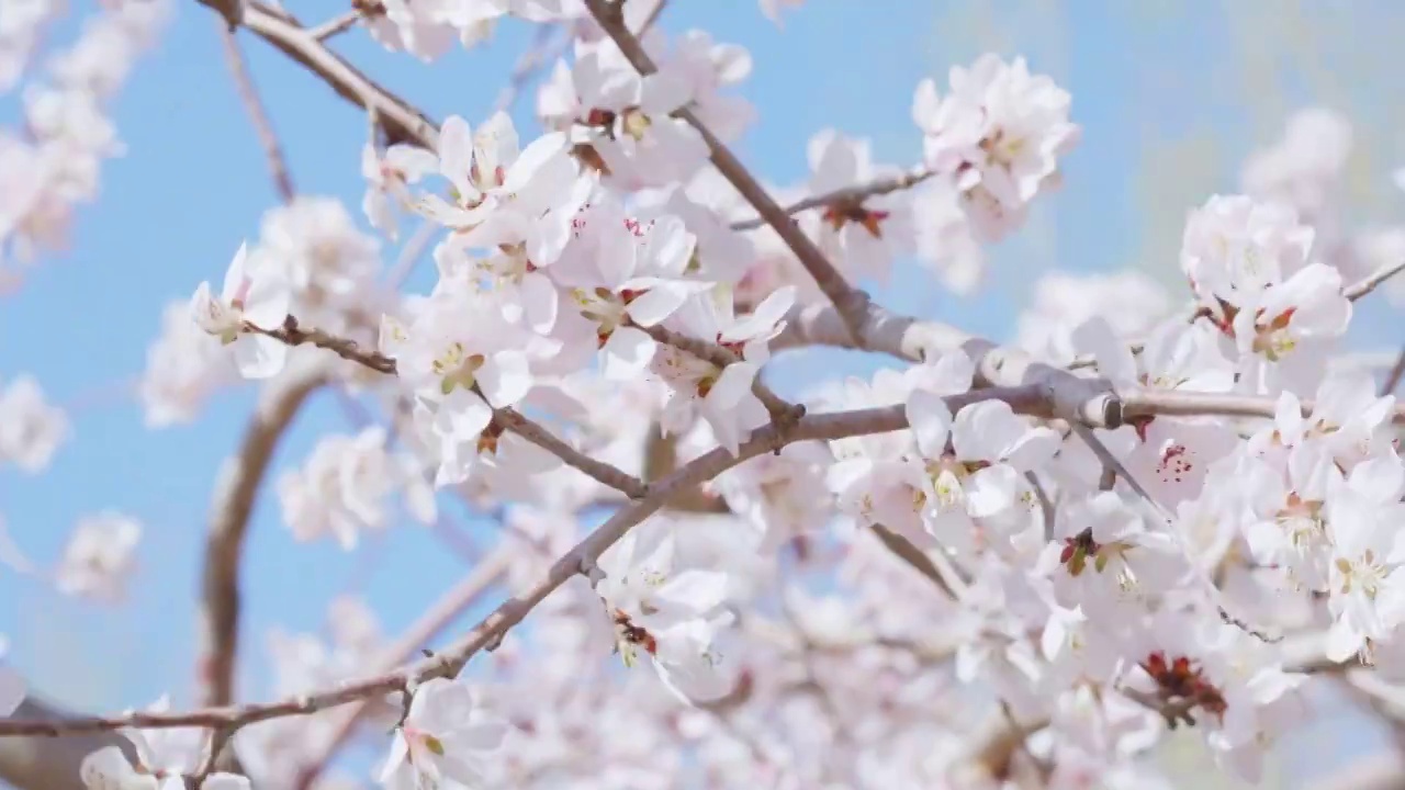 公园里的春日桃花视频下载