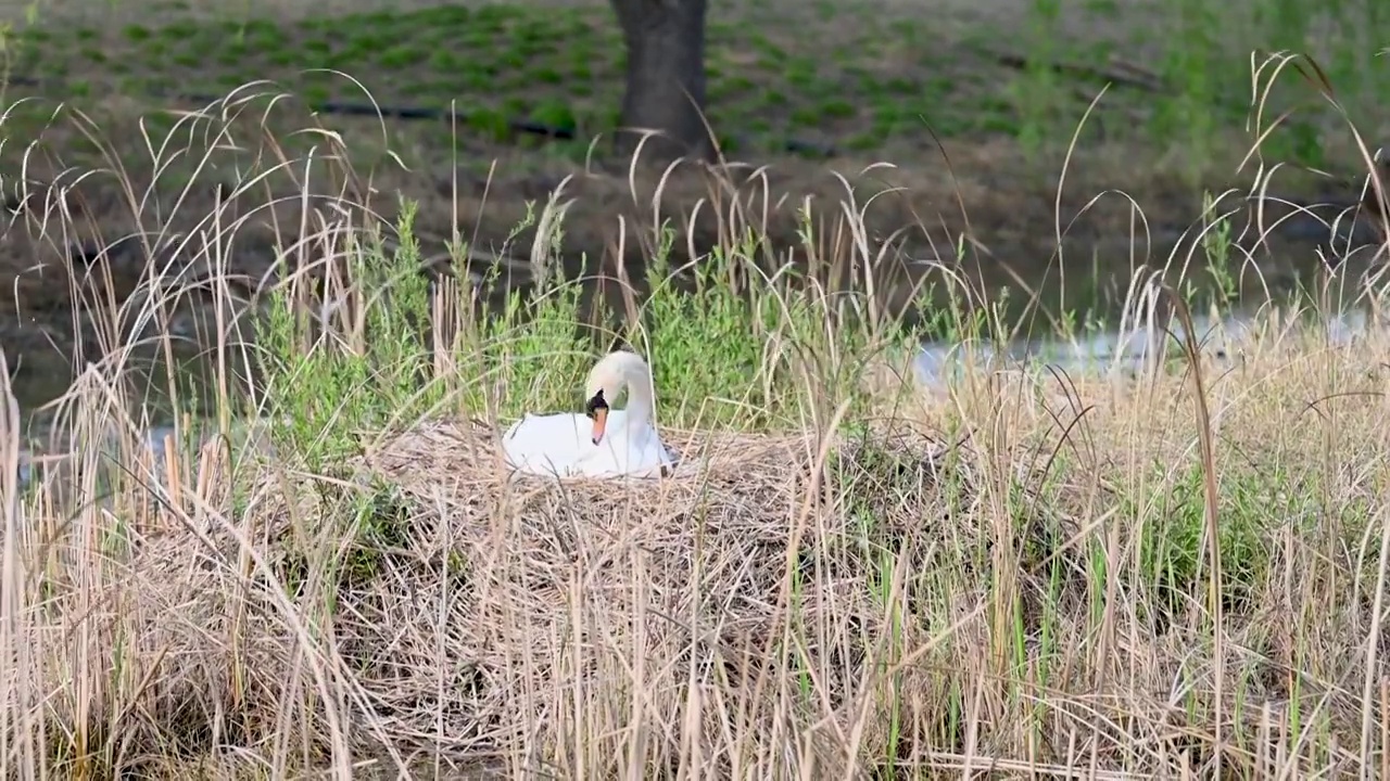 草丛中正在孵化小天鹅的疣鼻天鹅视频素材